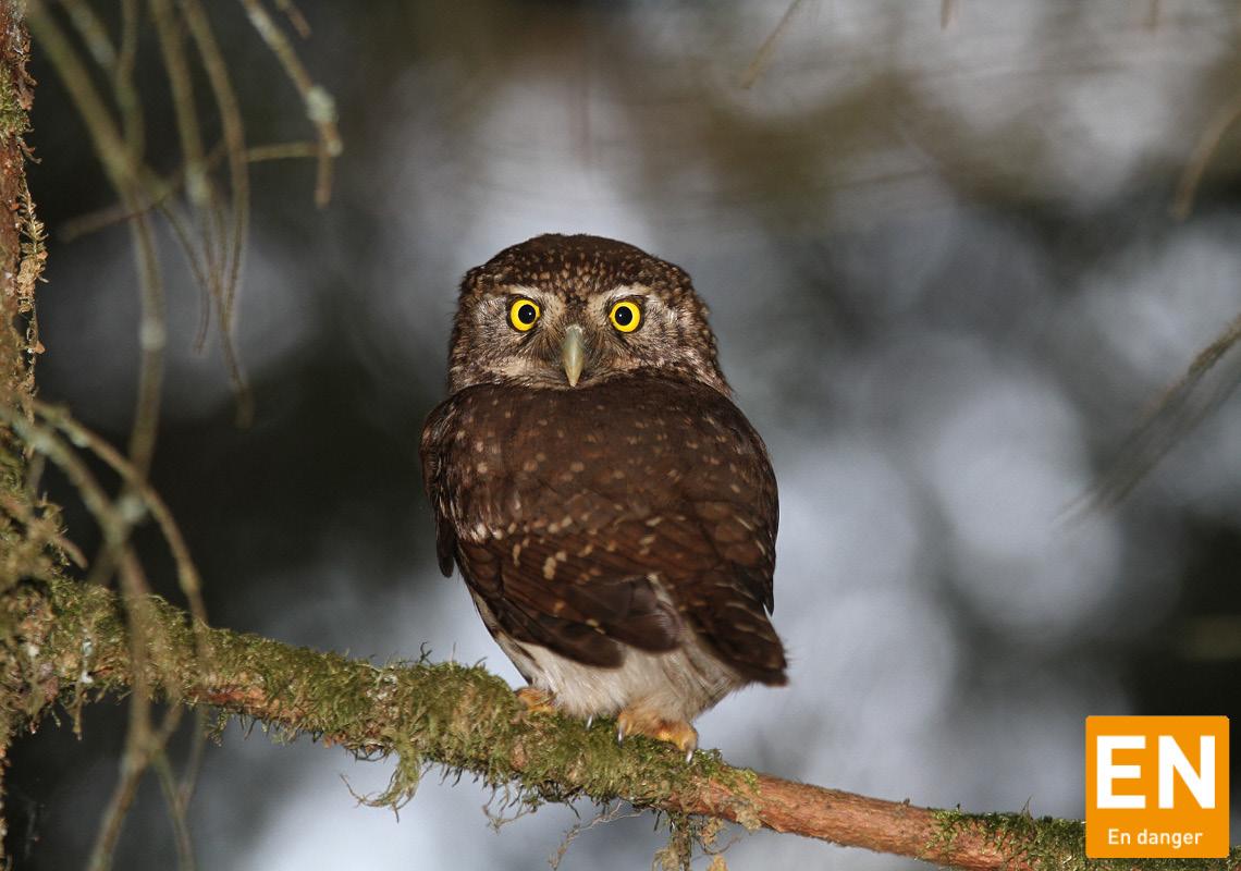 Oiseaux nicheurs (Alsace)