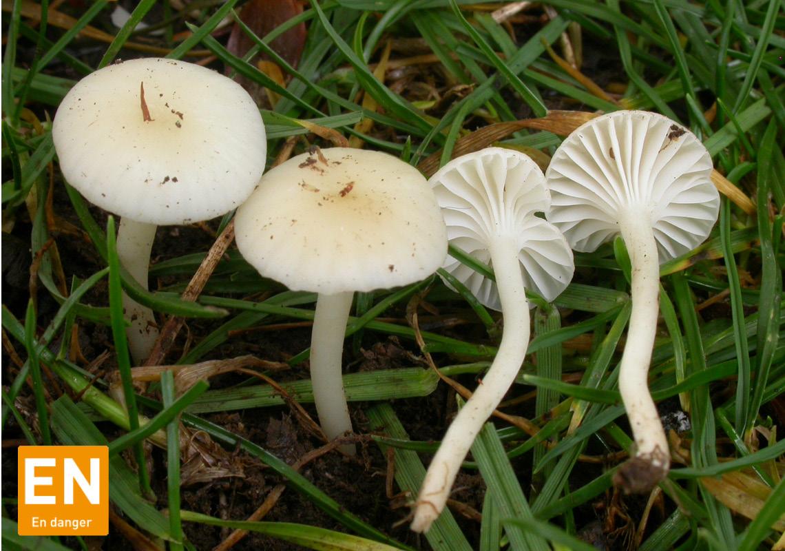 Champignons supérieurs (Alsace)