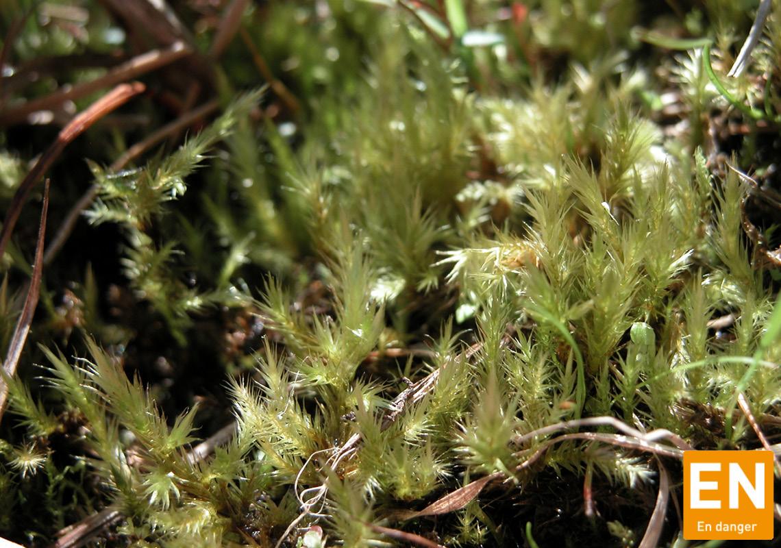 Bryophytes (Alsace)