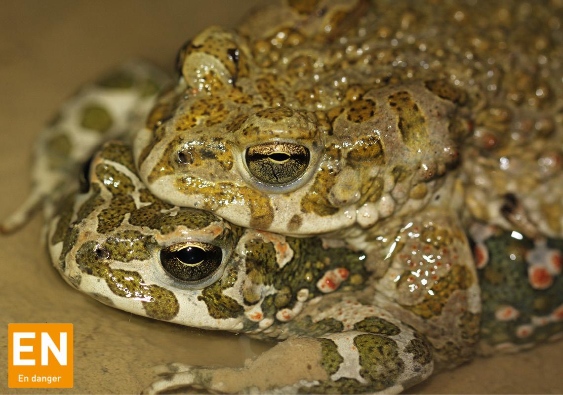 Amphibiens (Alsace)