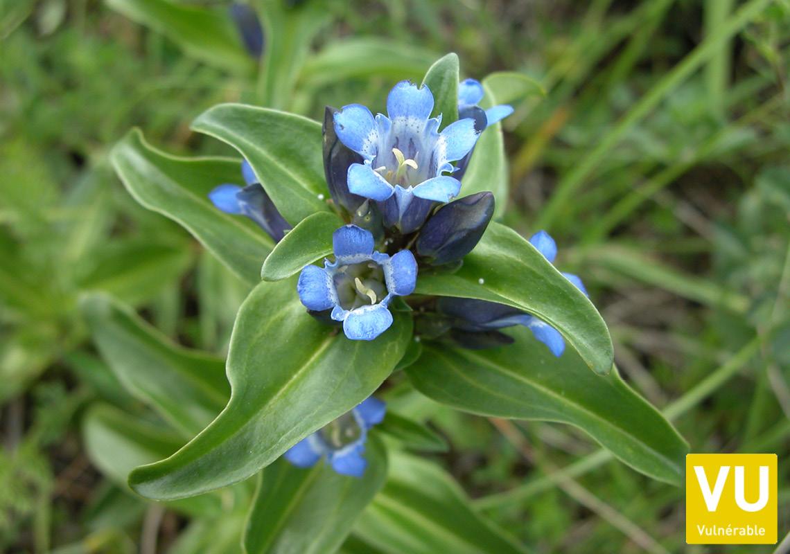 Plantes vasculaires (Alsace)