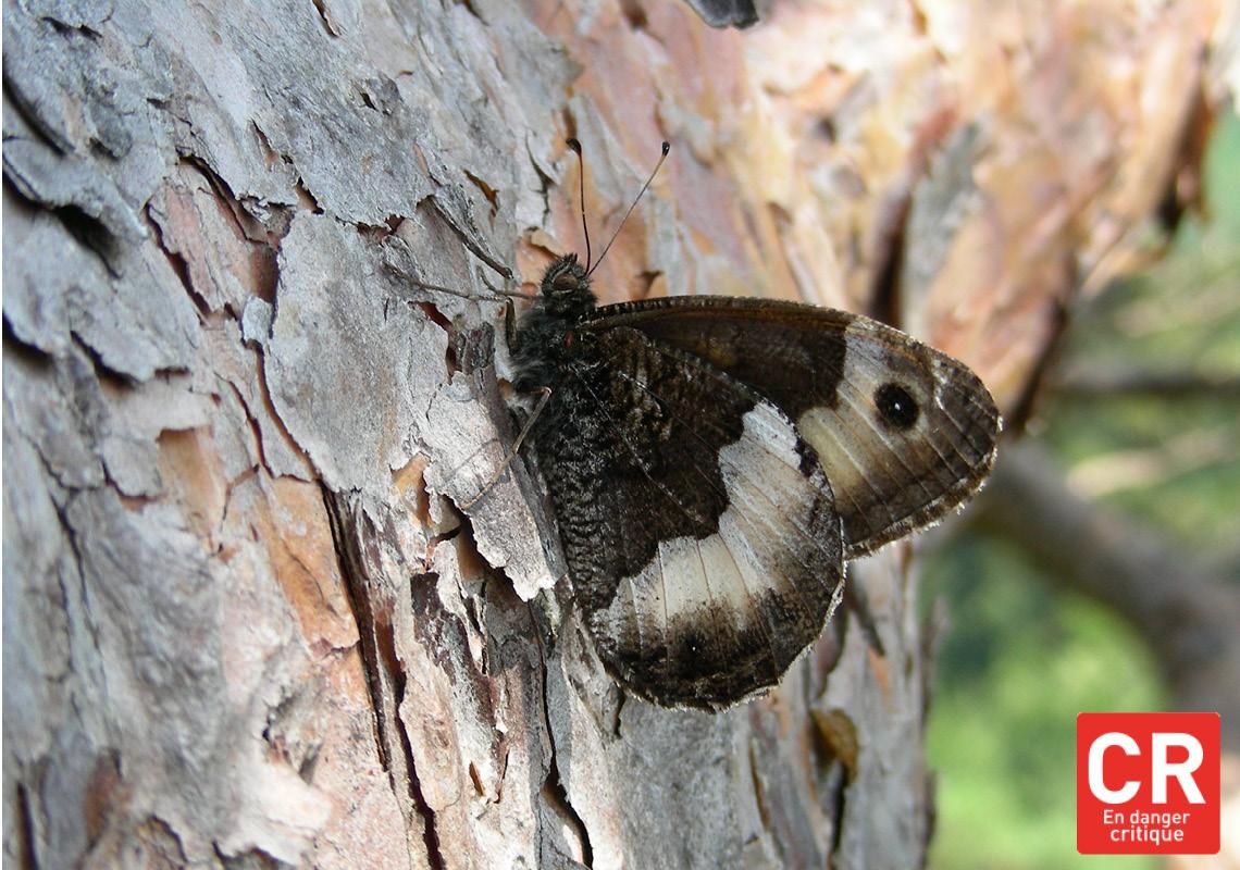 Papillons (Alsace)