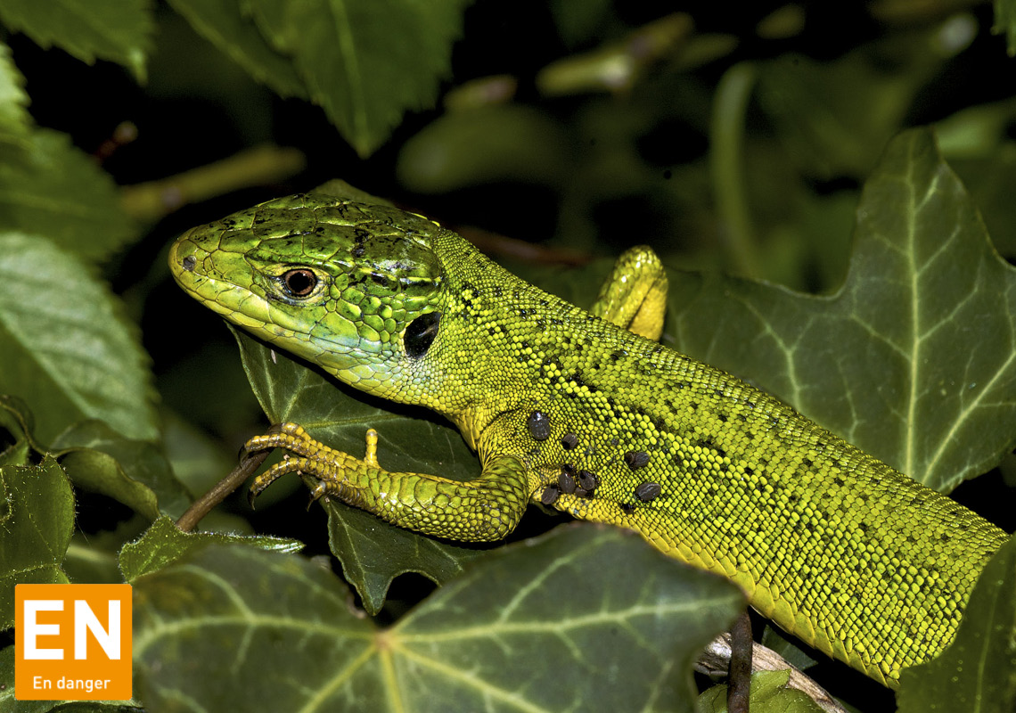 Reptiles (Alsace)