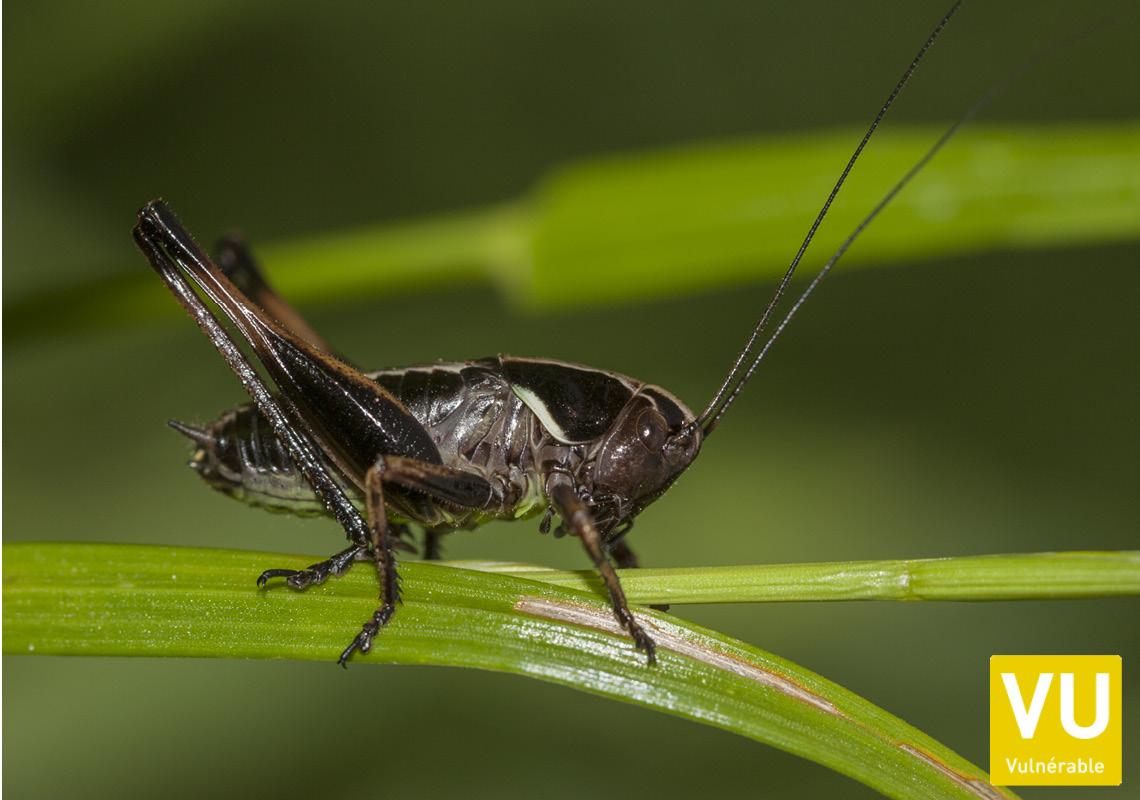 Orthoptères (Alsace)