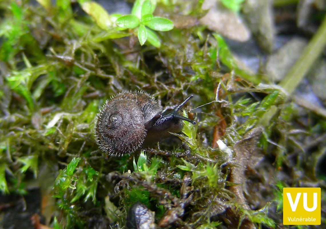 Mollusques (Alsace)