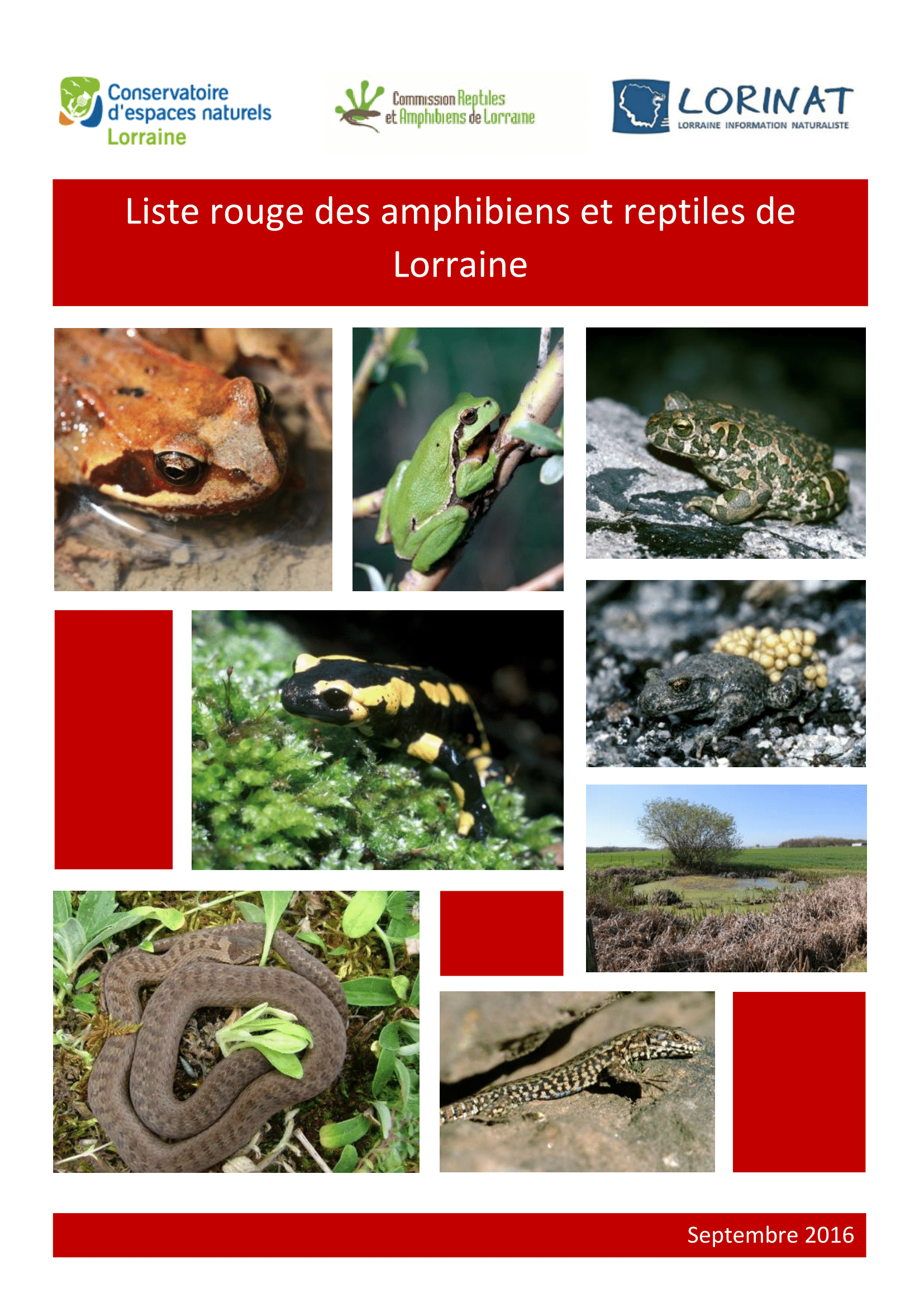 Amphibiens & Reptiles (L)