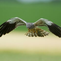 Plan régional d’actions Oiseaux de plaine agricole (2026-2031)