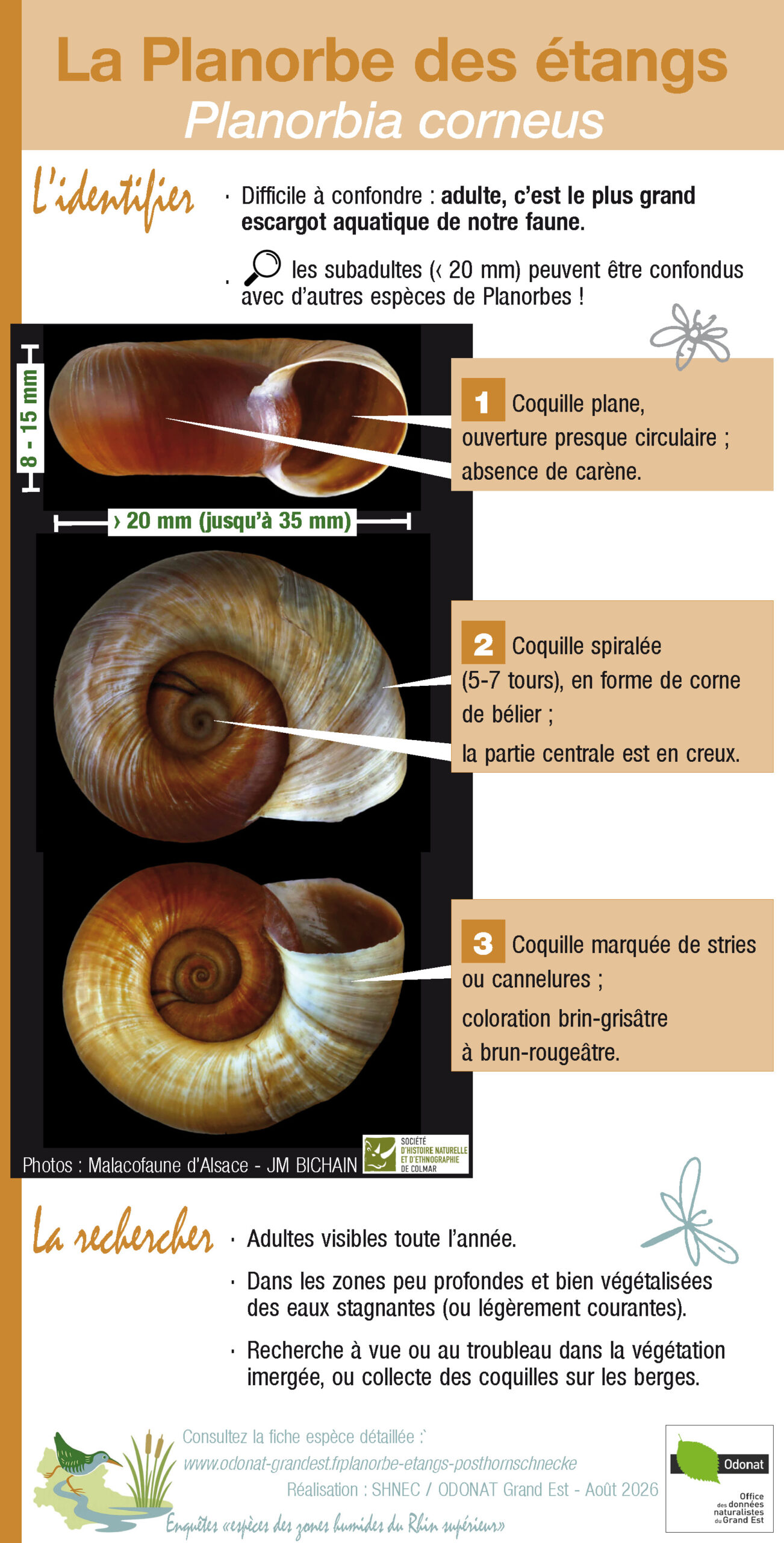 Fiche_ESP_ZH_FR_Planorbe_V2